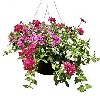 13\" Hanging Flower Basket | Pinks & Whites