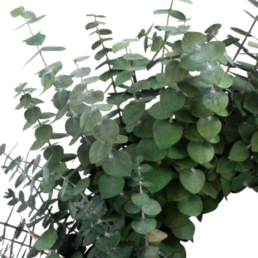 Preserved Eucalyptus Wreath