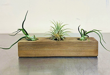 Air Plant Trio