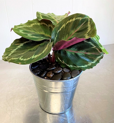Roseopicta Calathea