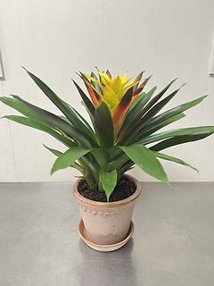 Bromeliad