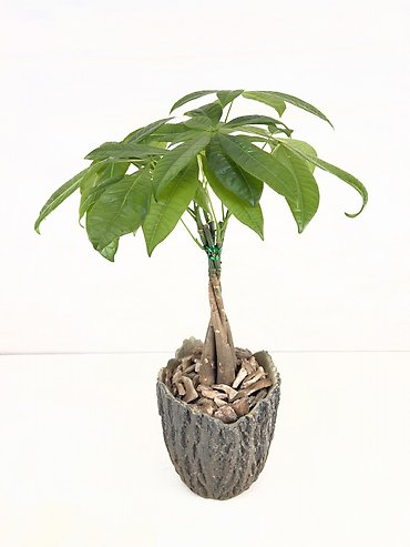 Money Tree