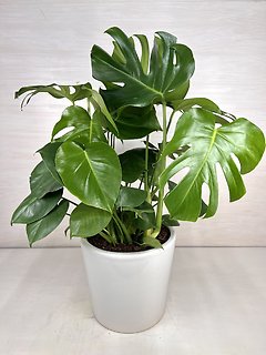 Philodendron Split Leaf