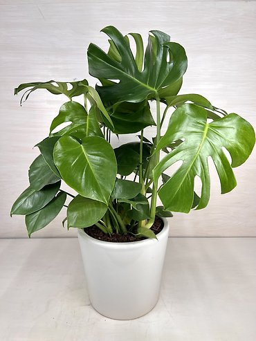Philodendron Split Leaf