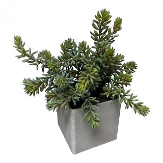 Everlasting Succulent Cube