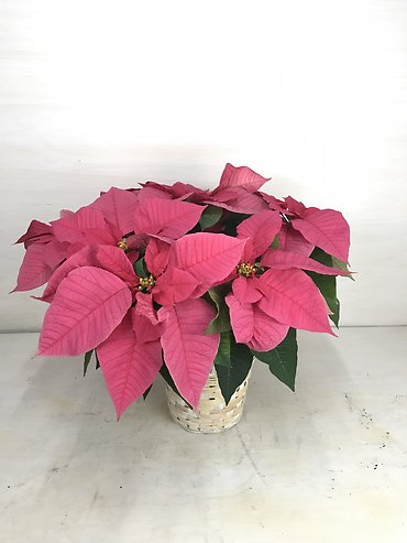Classic Poinsettia | Small- Hot Pink