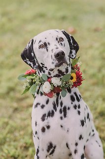 Floral Dog Collar