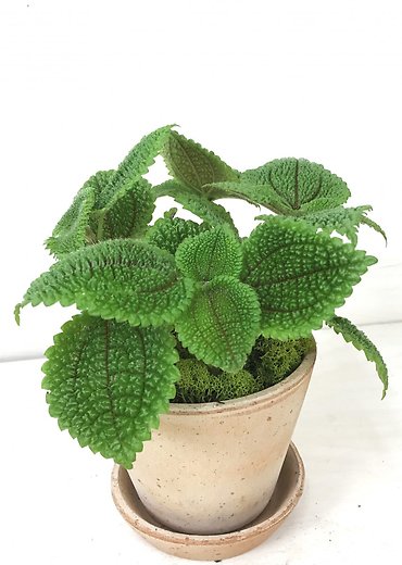 Pilea Plant - Moon Valley