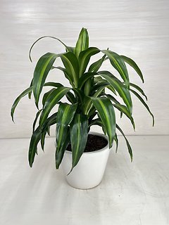 Dracaena Hawaiian Sunshine