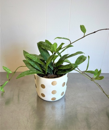 Hoya