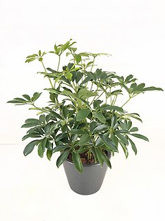 Schefflera Plant