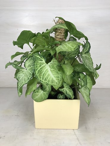 Nephthytis Pole