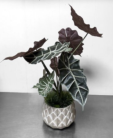 Silk Alocasia Plant
