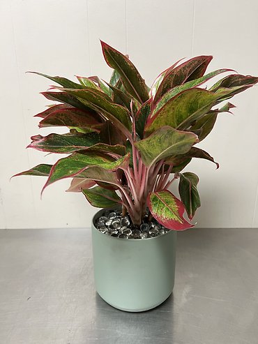 Chinese Evergreen