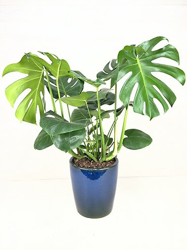 Philodendron Split Leaf