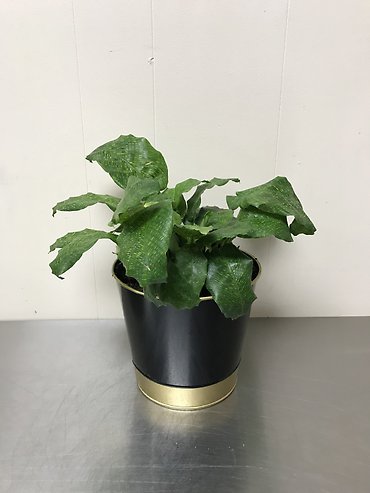 Calathea