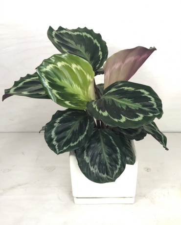 Medallion Calathea