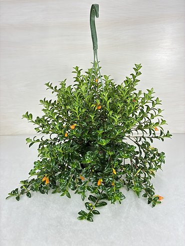 Goldfish Plant