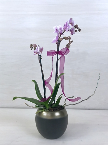 Petite Desktop Orchid Plant
