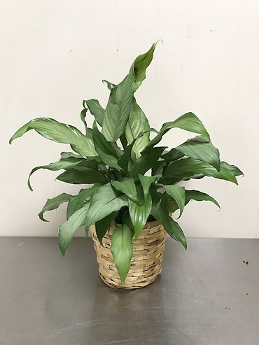 Domino Peace Lily