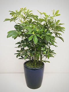 Schefflera Plant