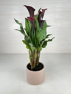 Calla Lily Plant