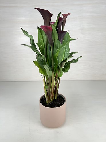Calla Lily Plant