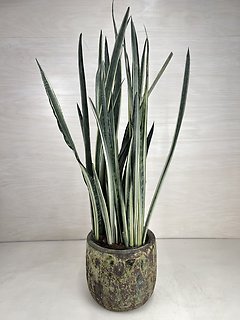 Snake Plant - \"Bantel Sensation\"