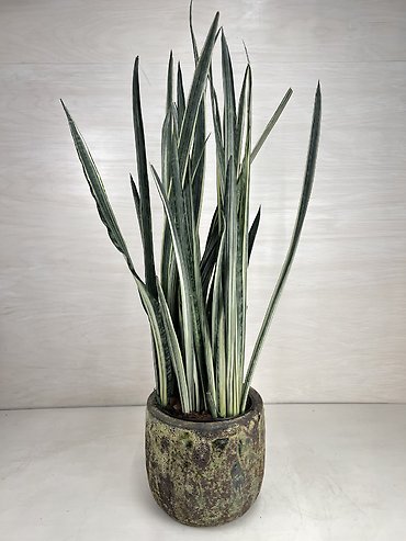 Snake Plant - \"Bantel Sensation\"