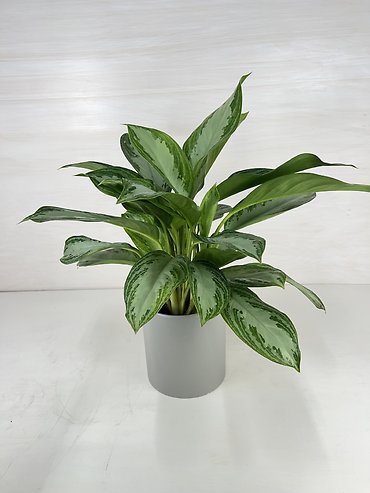 Aglaonema Silver Bay