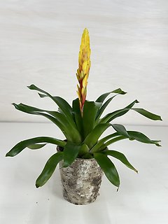 Bromeliad
