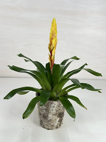 Bromeliad