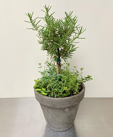 Culinary Herb Garden