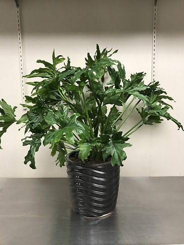 Philodendron Selloum