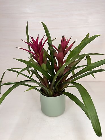 Bromeliad