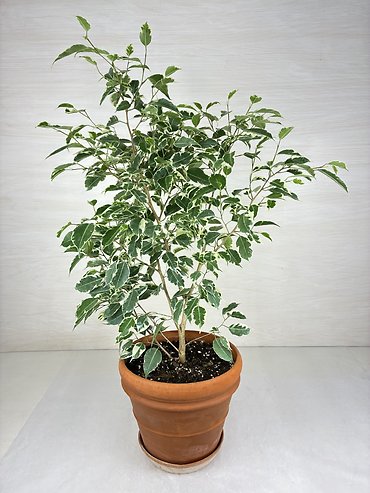 Starlight Ficus
