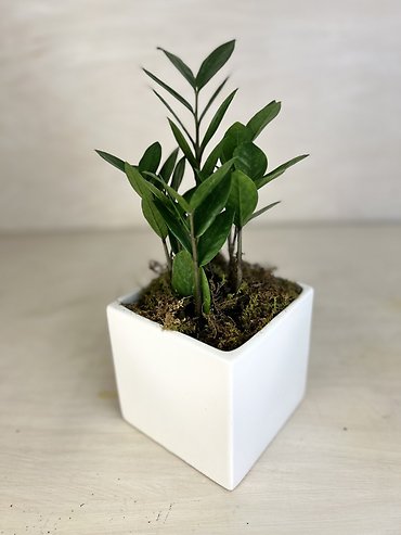 ZZ Plant