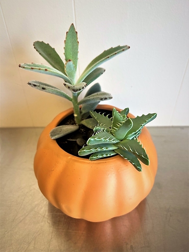 Pumpkin Succulent Planter