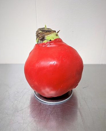 Amaryllis Bulb | Red