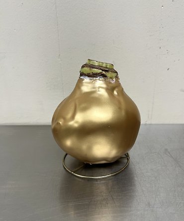 Amaryllis Bulb | Gold