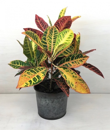 Croton Plant (Med)