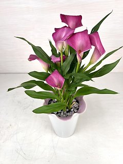 Calla Lily Plant
