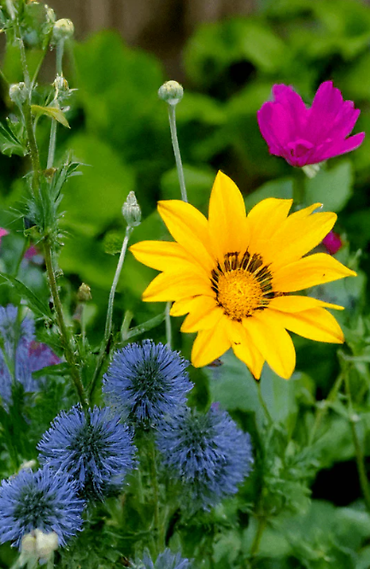 Seeds | Wildflower Packet