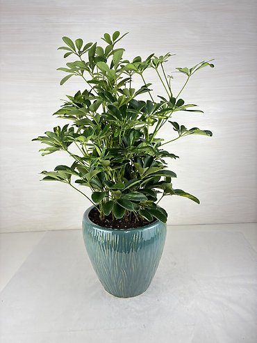 Schefflera Plant