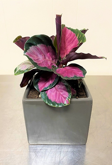 Roseopicta Calathea