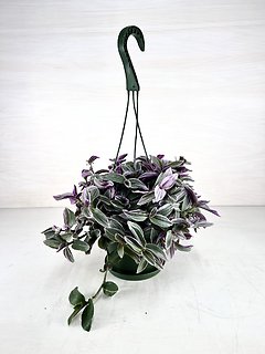 Tradescantia Nanouk | Hanging