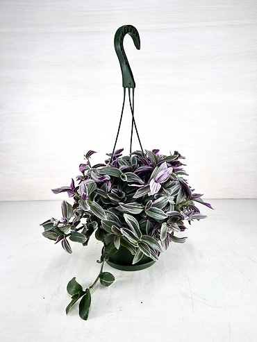 Tradescantia Nanouk | Hanging