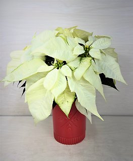White Poinsettia | Red Snowflake Pot