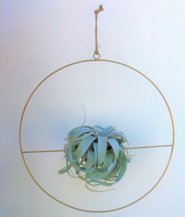 Air plant in Hoop Hanger