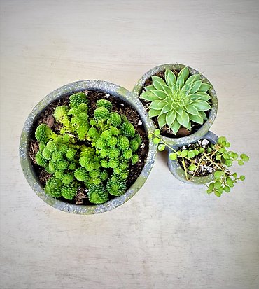 Succulent Trio